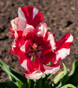 Tulip ‘Estella Rijnveld’ is a flamboyant bicolor flower with bold red and white flames that vary in width and intensity.