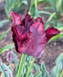 Here's one in deep burgundy. Like many spring bulbs, tulips contain alkaloid compounds that are moderately toxic to pets as well as humans. The bulbs contain the highest concentration of toxins, but trace amounts are also found in the tulip flowers and leaves.