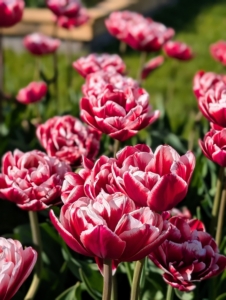 And do you know… tulips continue to grow after they are cut? Tulips grow about an extra inch after cutting and bend toward the light. Kept well-watered and away from heat, tulips can last about a week.