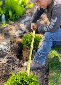 And then he measures from plant to plant. It should be two and a half feet from center stem to center stem of the neighboring specimen.