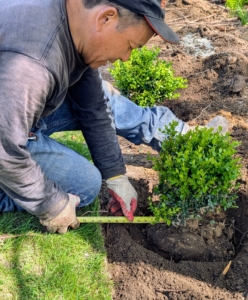 Phurba also measures the center of the boxwood to the edge of the bed.