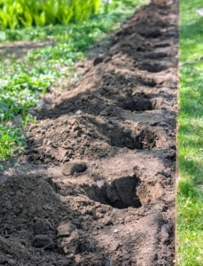 The holes are uniform in size and measured precisely. When selecting a location for a border always consider growth habit of the plants and their lighting needs.
