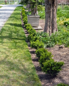 Here is another section planted. Boxwood can grow in full sun and partial shade.