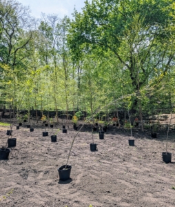 There are a lot of trees and plants to place. It is exciting to see this new garden take shape. Keep following...