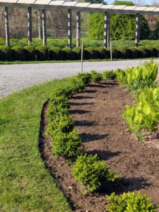Boxwood prefers well-drained, loamy soil that contains organic matter. My soil is filled with lots of nutrient-rich compost made right here at the farm. This border will look even better as time progresses. I'm excited to see it mature - lush and green.