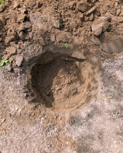 When planting, dig a hole at least twice the size of the plant. Azaleas thrive in moist, well-drained soils high in organic matter.