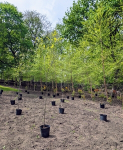 I selected both river birch and paper birch trees for areas that get full sun to partial shade. I already have many birch trees thriving in this area.