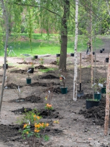 Where each pot is placed, a hole is made. Each hole is about two to three times the size of the root ball and at least as deep as the root ball. Digging the right sized hole is crucial for proper root development and drainage.