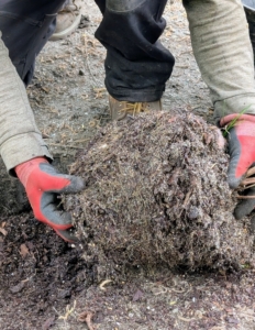 Always scarify before putting into the ground. Scarifying stimulates root growth. Essentially, one breaks up small portions of the root ball to loosen the roots a bit and create some beneficial injuries. This helps the plant become established more quickly in its new environment.