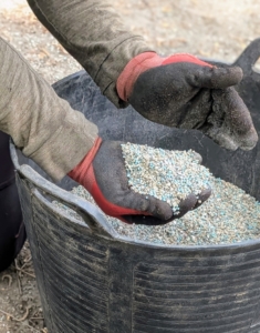 As each specimen is planted, a good handful of fertilizer is dropped into the hole and mixed with the existing soil. I always use a quality fertilizer to aid transplant survival and increase water and nutrient absorption. This is Miracle-Gro Shake 'n Feed All Purpose Plant Food.