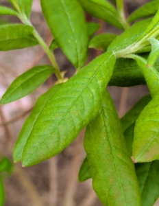 Azalea leaves are green, thin, pointed, and smaller than rhododendron leaves.