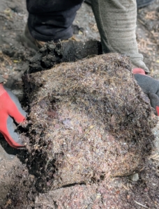 As each plant is removed from its pot, Pasang teases the roots to stimulate growth. He manually breaks up the bottom to loosen the roots and create beneficial injuries. This helps the plant become established more quickly in its new environment.