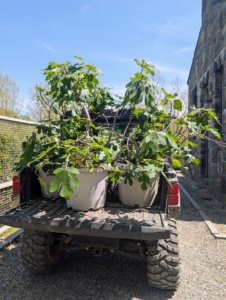 These figs are taken to a sunny spot - outside my head house is perfect. The most critical factor in moving plants is temperature. Avoid prolonged exposure to heat or cold, with temperatures below 35 degrees Fahrenheit or higher than 95-100 degrees Fahrenheit.