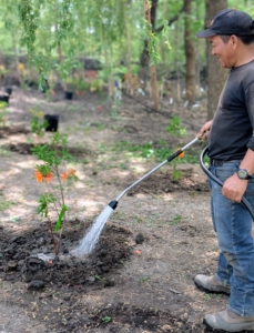 As each one is planted, Phurba gives it a good, thorough drink. After planting, these azaleas will be watered every day for a week and then once weekly until the roots are established. The soil should remain moist, but not overly saturated.