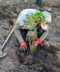 Pasang plants the azalea at the same height it was in the pot and then backfills. Azaleas have short root systems, so they can easily be transplanted in spring or early fall.
