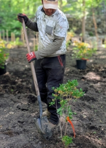 Finally, Pasang uses a shovel to lightly level the soil around the plant and tamp down to establish good contact. Some azaleas, including native types, can reach towering heights of 20 feet or more. Dwarf azaleas grow two to three feet tall, and many garden azaleas stay four to six feet in height with as wide a spread.