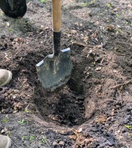 Once all the potted specimens are placed, the digging begins. With so many plants to get in the ground, it is important to work quickly and efficiently.