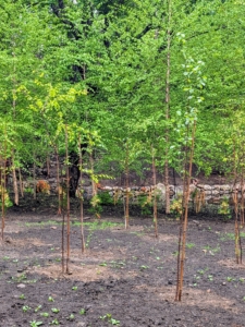 Newly planted trees are also staked with bamboo to provide additional support as they get established.