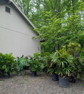 Moving these tropical specimens is a tedious task, but by the afternoon, most of the potted specimens from my tropical hoop house are outdoors.