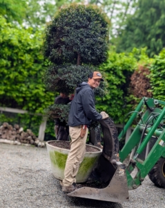 Heavier plants such as this Eugenia are pulled out by tractor and then carefully transported to my Winter House courtyard.