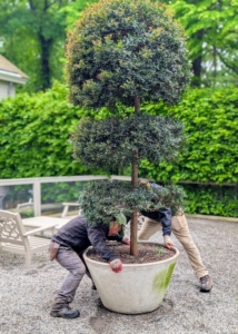 Once inside the yard, the potted specimen is positioned manually.