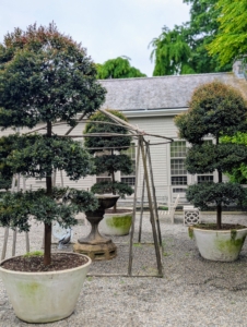 Topiary is the horticultural practice of training perennial plants by clipping the foliage and twigs of trees or shrubs to develop and maintain clearly defined shapes. Topiary Eugenia prefers sunny locations where all parts of the plant can receive direct sunlight. It is relatively slow growing, so occasional trimming and grooming are needed to keep it nicely sculpted.