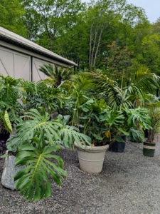 This day was rainy, so the plants got a good drink outdoors.