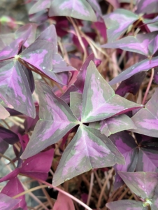 This is Oxalis triangularis, commonly called false shamrock. It is a species of perennial plant in the family Oxalidaceae. The trifoliate leaves resemble a shamrock and can be green to variegated to deep maroon in color. The leaves close up at night or when disturbed.