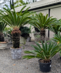 I also have a large variety of special planters – antiques and reproductions, planters made of stone, lead, fiberglass and resin, and in a wide array of shapes and sizes.