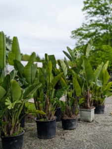 As the plants are removed from the hoop house, they’re grouped by type outside.