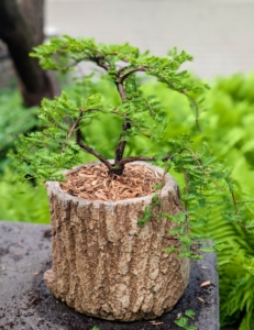 Here is the potted weeping dawn redwood. It will add so much interest on the wall. It is planted in an antique faux bois, or "false wood," planter.