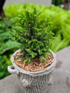 Here is small evergreen which will do nicely in this pot before it is transplanted somewhere outdoors next fall.