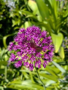 An allium flower head is a cluster of individual florets and the flower color may be purple, white, yellow, pink, or blue.