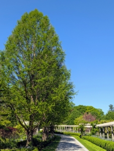 Across from my stately bald cypress trees is my long and winding pergola. This pergola starts just outside my flower cutting garden and runs along one side of the carriage road leading to my Winter House.