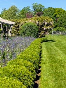 In the center and at the ends of this winding pergola are wisteria standards. One can see them in the back of this image. Right now, these beauties are cascading over the pergola and giving off the most intoxicating fragrance.