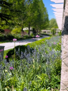Alliums pop up above the Camassia throughout the garden adding color and texture.