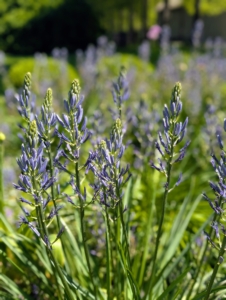 The flower stalks stand 24 to 30 inches tall and display dozens of florets that open from the bottom up.