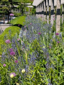This is the garden now filled with varying hues of purple and blue – it’s breathtaking.