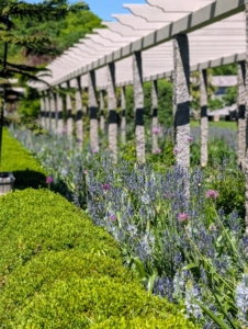I am so proud of this pergola garden. It is among the first one sees when they arrive at the farm, and some of it can also be viewed from my terrace parterre outside my Winter House kitchen.