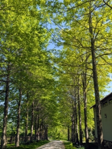 The group started with a walk through my main greenhouse, out through the flower garden and then a stop at my Pin Oak Allée. A recognizable trait of the pin oak is that its lower branches hang down. It also has horizontal middle branches and upright upper branches forming a most interesting growth habit.