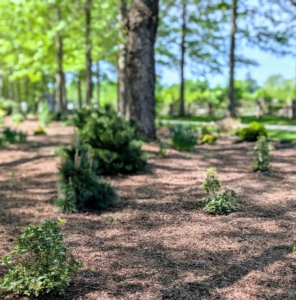 As a serious and passionate gardener, I am always looking for ways to add more beauty and texture to all my garden beds. One area that is constantly evolving is my pinetum – an arboretum of pine trees and other conifers.