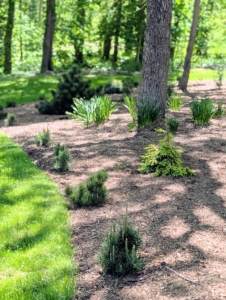 Mugo pines are planted at the edge. Together with all the other new plants, this garden features a great mix of varieties, colors, and textures.