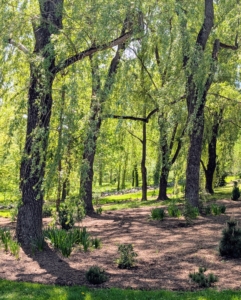 I recently expanded the garden to underneath these tall weeping willow trees, which I also planted here years ago.