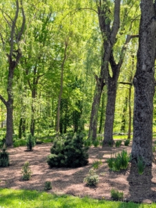 Everything thrives here in part because of the excellent soil which I amend often with nutrient rich compost and organic fertilizer. I am very proud of how it is developing. The newest additions will fill out this pinetum garden wonderfully.