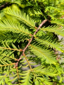 It’s always fun to visit local nurseries and select plants for one’s own gardens and terrace planters. Neighborhood shops sell what grows best in the area and experts on staff are there to answer any questions. This is a weeping dawn redwood, Mesasequoia glyptostroboides 'Miss Grace.' It has green needles that turn bronze in autumn.