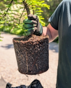 Ryan removes the plant from the urn and inspects the root ball.