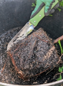 Remember, whenever transplanting always scarify the root ball, meaning tease or loosen the roots, so they are stimulated. This will help the plant roots grow and form a good foundation in the pot.