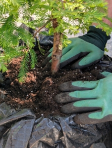 He fills the pot with soil to just under the urn's lip.