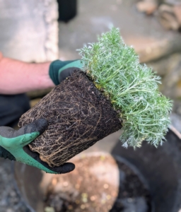 Here, Ryan prepares to plant artemesia, also known as wormwood, absinthe, southernwood, and mugwort. Artemisia leaves are covered with whitish hairs that give it a silvery, grayish look.