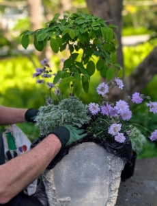 When planting different specimens in one pot, be sure to consider the growth habits of each plant to ensure there’s enough room to last all season.